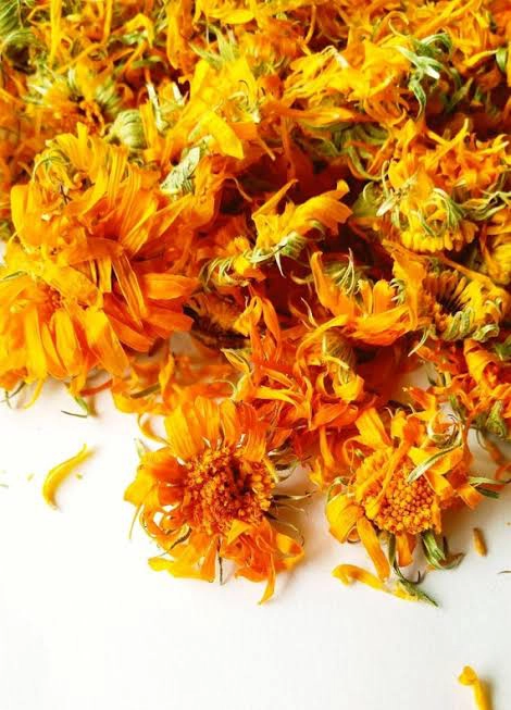 Calendula Flower