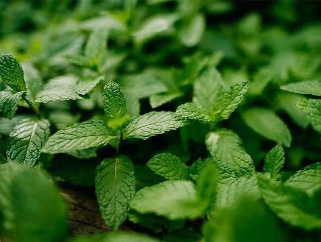 Spearmint Leaf